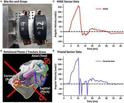 Reproducibility and Characterization of Head Kinematics During a Large Animal Acceleration Model of Traumatic Brain Injury